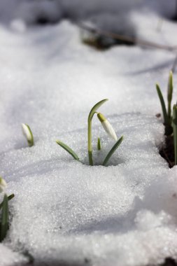 İlkbaharda karların arasında kar damlaları. Çiçek arkaplan. Doğanın uyanışı