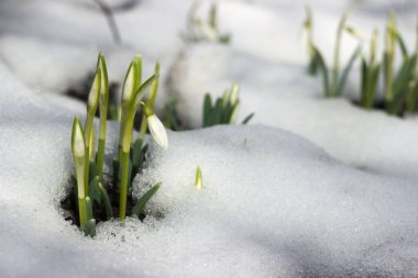 İlkbaharda karların arasında kar damlaları. Çiçek arkaplanı. Bahar çiçeklerinden oluşan bir çalı