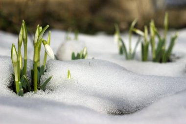 İlkbaharda karların arasında kar damlaları. Çiçek arkaplanı. Bahar çiçeklerinden oluşan bir çalı