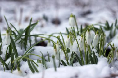 İlkbaharda karların arasında kar damlaları. Çiçek arkaplan. Doğanın Uyanışı