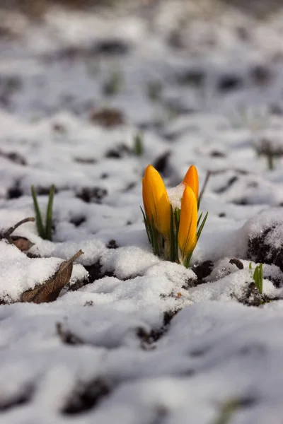 Yellow crocuses in the snow in early spring. The arrival of spring, background