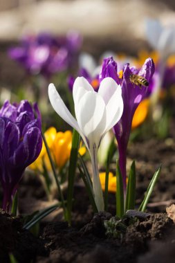 Arı, arka planında mor ve sarı timsahlar olan beyaz bir krokusu döller. Bahar çiçekleri