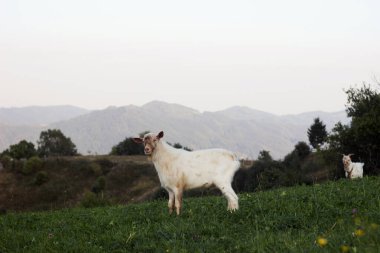 Beyaz bir keçi Karpat dağlarında otluyor. Tepede yerli keçiler