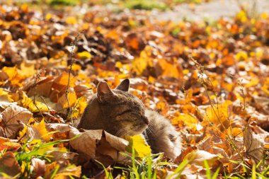 Gri bir kedi sarı sonbahar yapraklarında dinlenir ve güneşin tadını çıkarır. Sonbahar konsepti