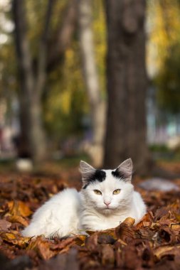 Sonbahar yapraklarının arka planında beyaz bir kedi uzanır ve güneşin tadını çıkarır. Sonbahar konsepti