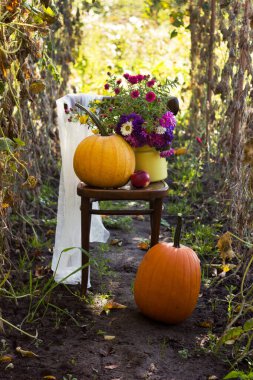 Olgun bir balkabağı, paskalya çiçekleri ve elmalar dışarıda bir sandalyeye yerleştirilir. Hasat konsepti