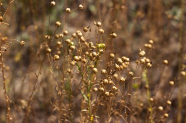 Olgun keten tohumları kutularda, tarlada hasat ediliyor. Tarım