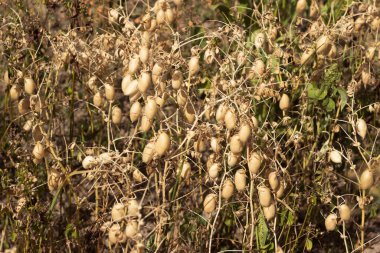 Olgun kahverengi nohut kabukları, olgun fasulye hasadı. Arkaplan