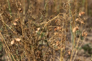 Tarlada olgun mercimekler, nabız topluyor. Tarım