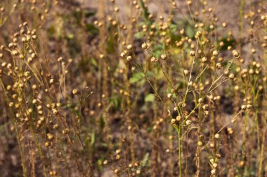 Olgun keten tohumları kutularda, tarlada hasat ediliyor. Tarım