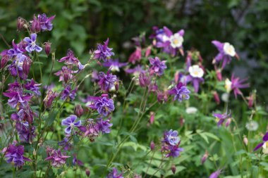İlkbaharda çeşitli türlerin çiçekleri beyaz merkezli Mor çiçekler, Columbine (Aquilegia vulgaris, Orlyk). Bahçe bitkileri