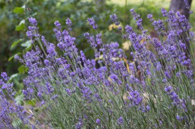 A bush of purple lavender grows and blooms in the garden. Floral background