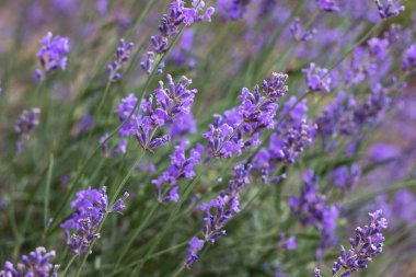 A bush of purple lavender grows and blooms in the garden. Floral background