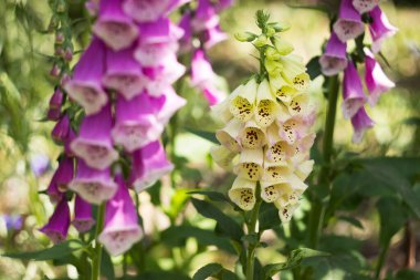 Yellow and purple digitalis, summer flowers blooming in the garden, background clipart