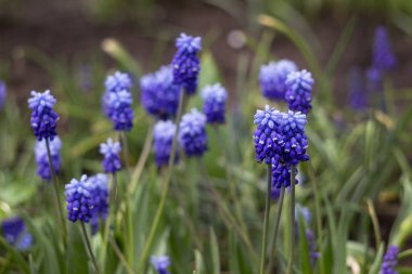Baharda bahçede mavi muscari çiçek açar, çiçek arkaplanda.