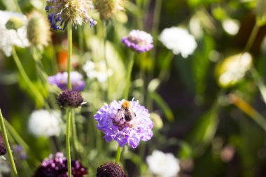 Beyaz, mor ve bordo scabiosa Bombus pascuorum, çiçekli arkaplan ve metin için boşluk