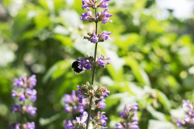 Salvia memurlarının çiçek açması bir yabanarısı ile, mor çiçekli bir şifalı bitki 