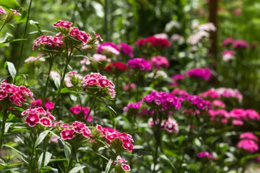 Parlak Dianthus Barbatus yazın bahçede çiçek açar, arka planda.