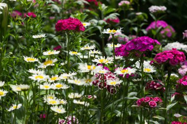 Dianthus Barbatus 'un parlak çiçekleri ve beyaz papatya yazın bahçede bir çiçek tarhında, arka plan