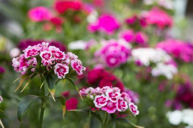 Parlak Dianthus Barbatus yazın bahçede çiçek açar, arka planda.