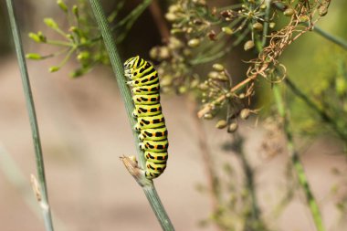 Yeşil tırtıl Papilio machaon dereotu üzerinde sürünüyor. 