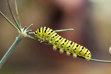 Yeşil tırtıl Papilio machaon dereotu üzerinde sürünüyor. 