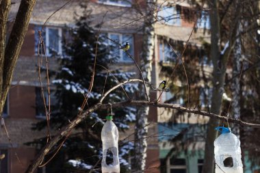 Plastik şişelerden yapılmış iki ev yapımı besleyici arka planda meme faresi olan bir dala asılmış. Kışın beslenen kuşlar