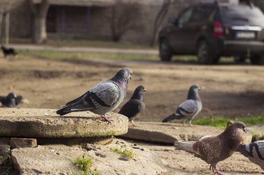 Şehirde kaldırımda yürüyen bir sürü güvercin var. Evlerin ve arabaların arasında. Kuşların arka planı