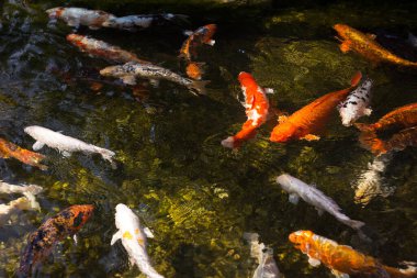 Güzel sarı ve kırmızı koi balığı gölette yüzüyor, renkli sazan balığı.