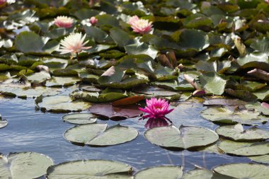 Açık pembe su nilüferleri yazın nehirde çiçek açar.