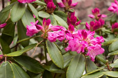 Bitkinin güzel çiçekleri: Rhododendron pembe, arka plan