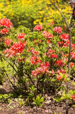 Çalılıklarda kırmızı mercan rhododendron çiçekleri, arka plan. 