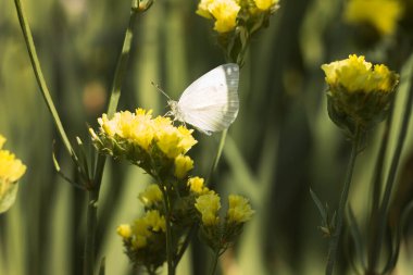 White butterfly (Pieris brassicae) sitting on yellow Limonium flower in summer in the garden, background clipart