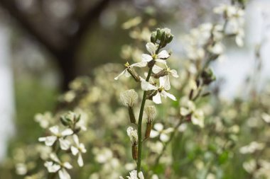 Arugula beyaz çiçeklerle çiçek açıyor, bahçede salata için otlar yetiştiriyor.
