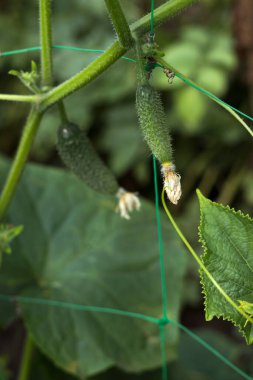 Bahçede salatalık yetiştiriyor. Sebzeler