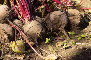 Yerde pancar, sebze hasatı, arka plan