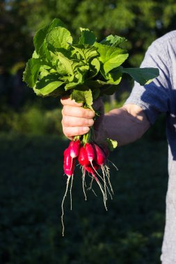 A male farmer holds a bunch of ripe radishes in his hands, growing vegetables in the garden