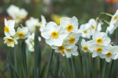 Çiçek tarlasında çok çiçekli beyaz bir nergis çiçek açar, çok başlı bir çiçek. Bahar arkaplanı