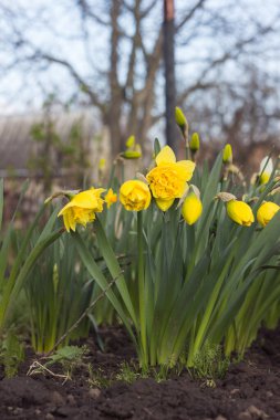 Baharda bahçede çift sarı nergis büyür ve çiçek açar.