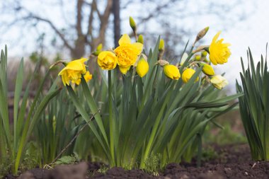 Baharda bahçede çift sarı nergis büyür ve çiçek açar.