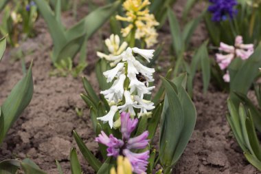 Güzel çiçek beyaz sümbül bir arı büyür ve bahar bahçesinde çiçek açar.