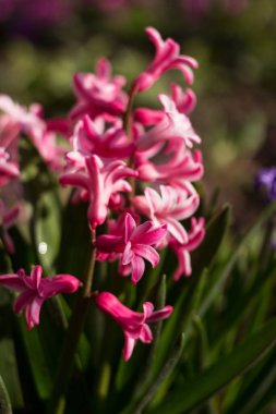 Bahar bahçesinde pembe sümbül büyür ve çiçek açar.