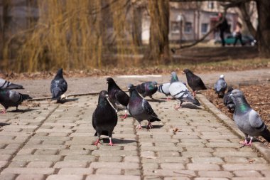 Birçok güvercin şehirde kaldırım boyunca yürür. Kuşların arka planı