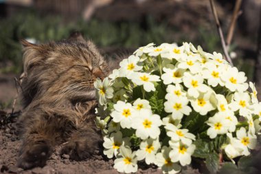 A fluffy cat rests on a lawn with yellow primrose flowers. Early spring background, concept
