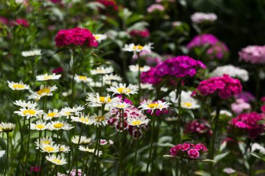 Dianthus Barbatus 'un parlak çiçekleri ve beyaz papatya yazın bahçede bir çiçek tarhında, arka plan