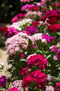 Parlak Dianthus Barbatus yazın bahçede çiçek açar, arka planda.