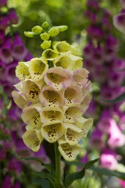 Yellow and purple digitalis, summer flowers blooming in the garden, background clipart