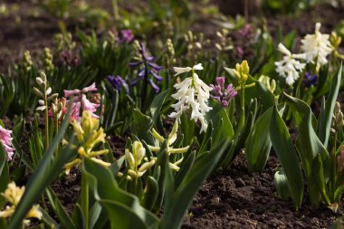 Çiçek yatağındaki çok renkli sümbüller: beyaz, mavi ve pembe çiçekler, çiçek tomurcukları. Bahar arkaplanı