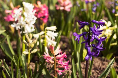 Çiçek tarhında çok renkli sümbüller: beyaz, mavi ve pembe çiçekler. Bahar arkaplanı