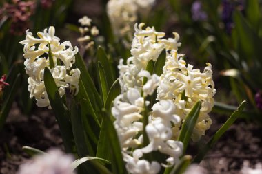 Güzel çiçek beyaz sümbül büyür ve çiçek açar bahar bahçesinde, çiçek arkaplanda